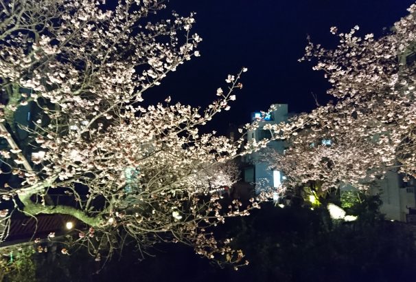 【当館から徒歩２分】日本一の早咲き”あたみ桜”。初川沿いですでに８分咲き！行くしかない！